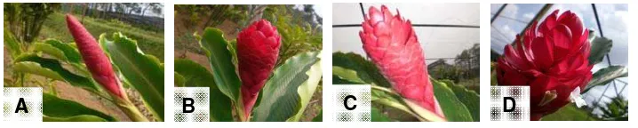 Gambar 6. Braktea A. purpurata “Kusuma”: A). Kuncup (0 minggu), B). Mekar 25% (±3 minggu), C)