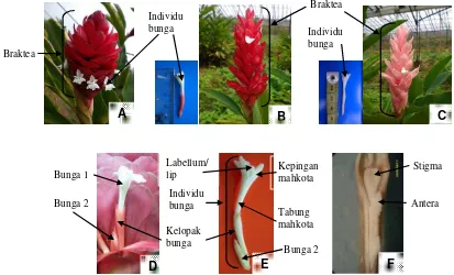 Gambar 14. Karakteristik bunga Alpinia: A). Bunga mekar pada bagian bawah braktea, B dan C)