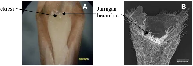 Gambar 15.  Stigma A. purpurata “Kusuma”: A). Sekresi pada permukaan stigma,  B). Permukaan stigma dikelilingi oleh    jaringan berambut 