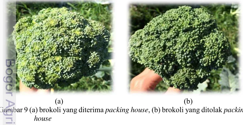 Gambar 9 (a) brokoli yang diterima packing house, (b) brokoli yang ditolak packing 