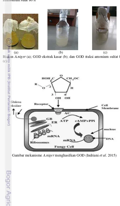 Gambar mekanisme A.niger menghasilkan GOD (Indriani et al. 2015) 