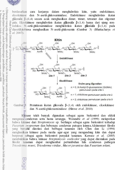 Gambar 3 Pemutusan ikatan glikosida β-(1,4) oleh endokitinase, eksokitinase dan  N-asetil-glukosaminidase (Hirose et al