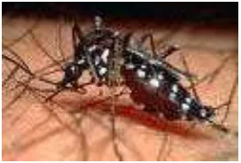 Gambar 3 Nyamuk Aedes aegypti     (Dweck 2001) 