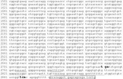 Gambar 12  Sekuen nukleotida fragmen gen chiA dengan ukuran 2,9 kb 