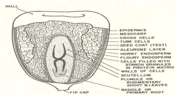Gambar 2. Struktur biji jagung (Brooker, 1982) 