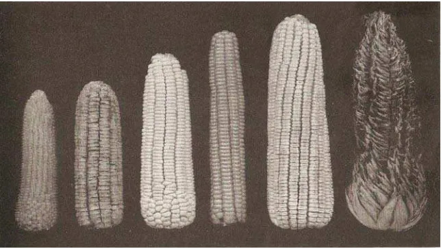 Gambar 3.  Bentuk dan ukuran beberapa jenis jagung (dari kiri ke kanan): jagung berondong (pop corn), jagung manis (sweet corn), jagung tepung (flour corn), jagung mutiara (flint corn), jagung gigi kuda (dent corn), dan jagung polong (pod corn) (Wolfe dan 