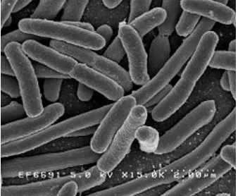 Gambar 8. Escherichia coli (www.wikipedia.com 2008)