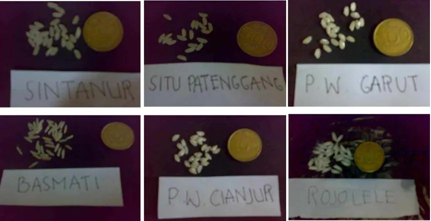 Gambar 4. Varietas Beras yang Digunakan