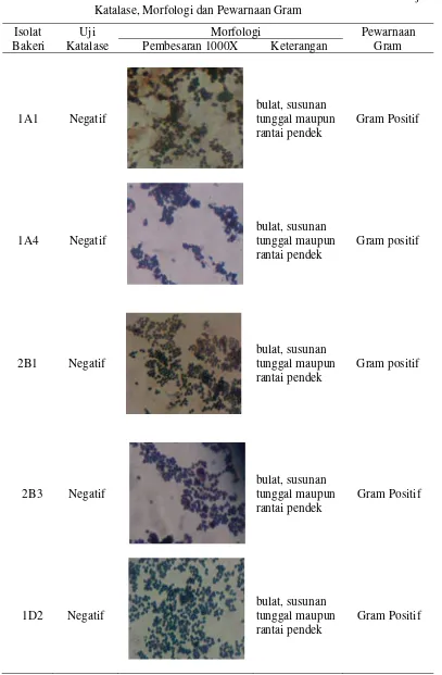 Tabel 3. Karakteristik 6 Isolat Bakteri Asam Laktat Berdasarkan Uji             Katalase, Morfologi dan Pewarnaan Gram 