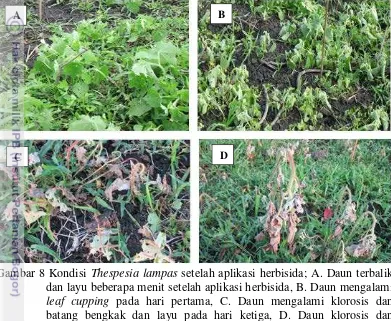 Efektifitas Herbisida Triklopir Dan Fluroksipir Untuk Pengendalian ...