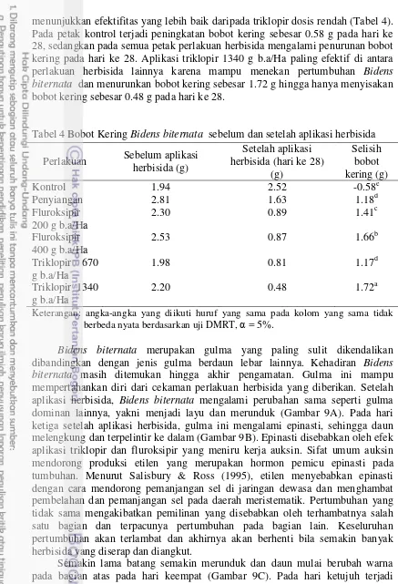 Tabel 4 Bobot Kering Bidens biternata  sebelum dan setelah aplikasi herbisida 