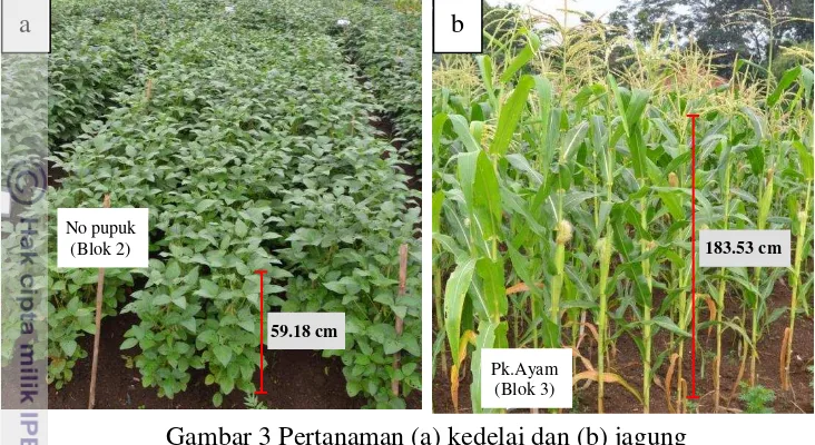 Gambar 3 Pertanaman (a) kedelai dan (b) jagung 