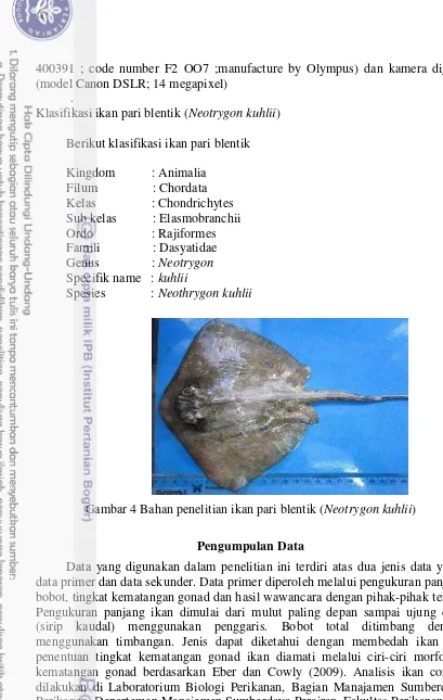 Gambar 4 Bahan penelitian ikan pari blentik (Neotrygon kuhlii) 