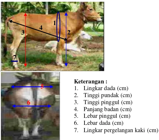 Tabel 4. Hasil analisis regresi stepwise antara bobot badan dan ukuran tubuh sapiBali di Provinsi Bali