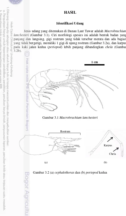 Gambar 3.1 Macrobrachium lanchesteri 