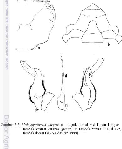 Gambar 3.3 Malayopotamon turgeo; a. tampak dorsal sisi kanan karapas, b. 