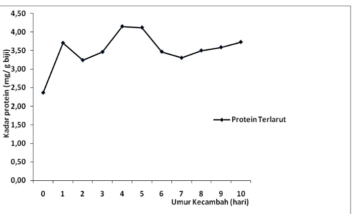 Gambar 6. Kadar Protein Terlarut selama Perkecambahan Biji kakao 