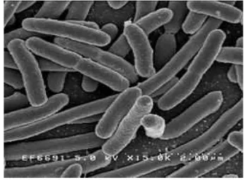 Gambar 2. Bentuk Bakteri E.coli (sumber: Ernest, 1996) 