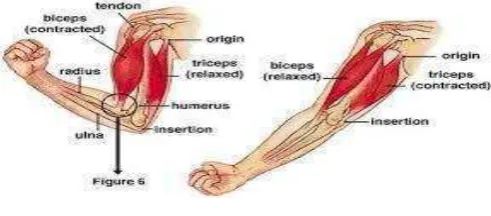 Gambar 9. Otot-otot Lengan 
