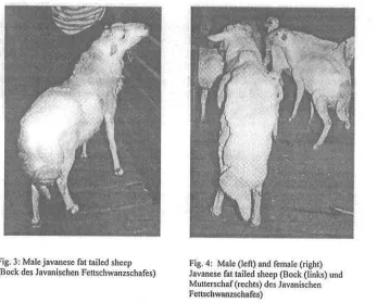 Fig. 3: Male javanese fat tailed sheep 