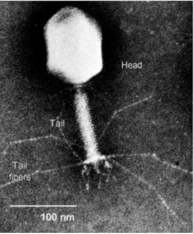 Gambar 1. Elektron Mikrograph Struktur Umum BakteriofageSumber : Davidson College, 2003
