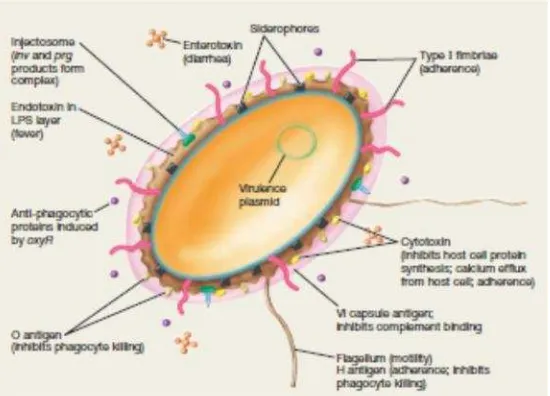 Gambar 4. Virulen Faktor pada Patogenesis SalmonellaSumber : Madigan et al (2012)