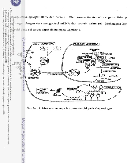 Gambar 1 .  Mekanisme keja hormon steroid pada ekspresi gen 