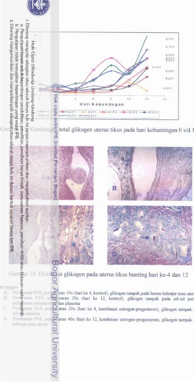Gambar 15. Kandungan total glikogen utem tikus pada hari kebunthgan 0 dd 12 