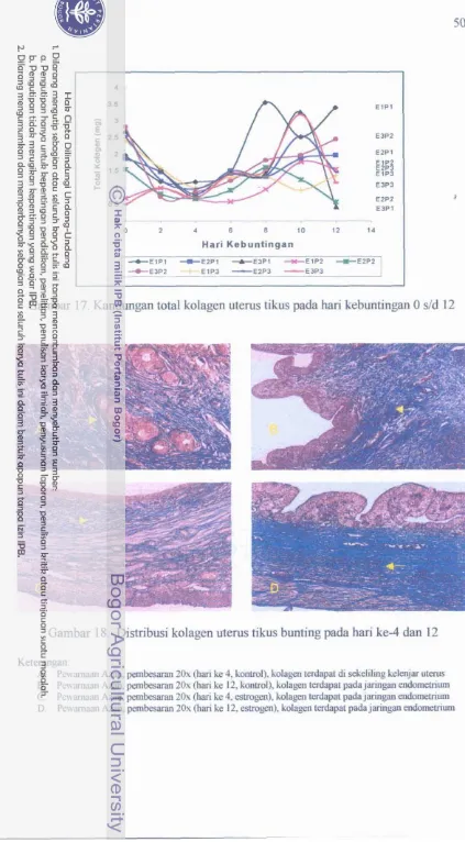 Gambar 17. Kanduugan total kolsgea uterus tikus pda hari kebuutingan 0 dd 12 
