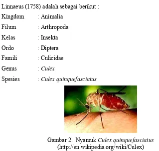 Gambar 2.  Nyamuk Culex quinquefasciatus 