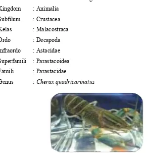 Gambar 1. Lobster Air Tawar  Cherax quadricarinatus