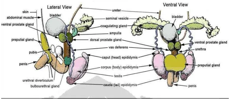 Gambar 1. Sistem reproduksi mencit (Mus musculus) (Kusumawati, 2004) 