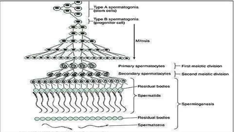 Gambar 3. Proses spermatogenesis (Junquera and Carniero, 2005) 