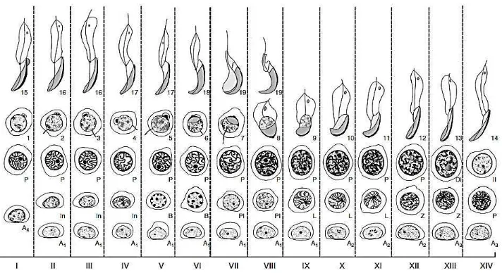 Gambar 4. Diagram Siklus Spermatogenesis dari Tikus (Junquera and Carniero, 