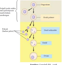 Gambar 1.8 Proses Pembentukan Sel Telur (Oogenesis)