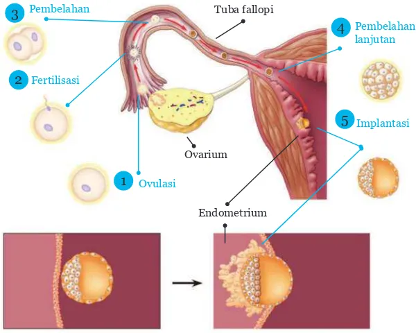 Gambar 1.11 Skema Proses Fertilisasi Hingga Implantasi