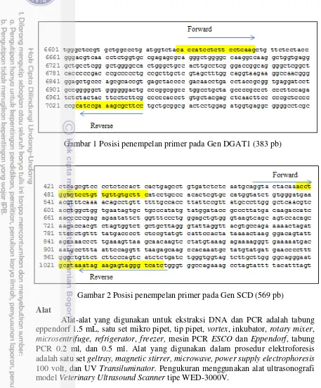 Gambar 1 Posisi penempelan primer pada Gen DGAT1 (383 pb) 