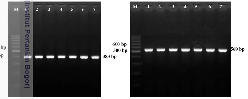 Gambar 5 Hasil amplifikasi gen DGAT1 dan SCD  pada sapi bali. M = marker DNA 100 bp. 