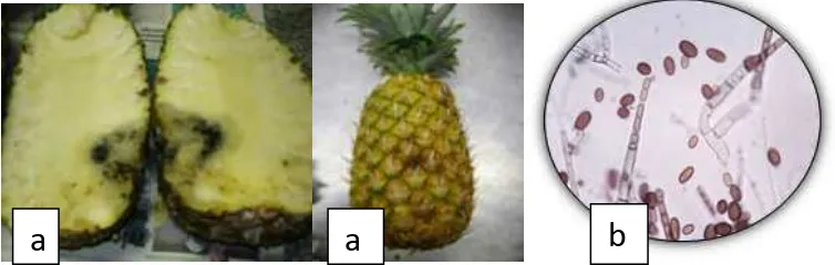 Gambar 6 . (a) Busuk buah  pangkal atau busuk lunak  secara makrokopis  (b) Ceratocystis paradoxa