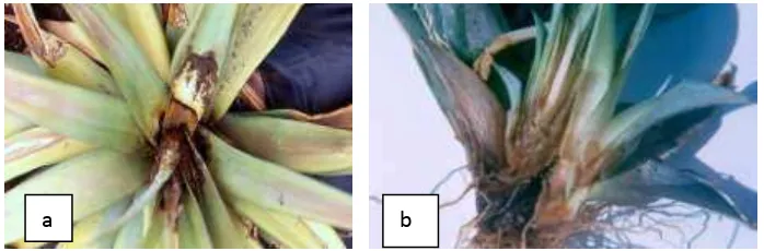 Gambar 8. (a) Penyakit busuh hati, (b) Penyakit busuk akar.    (Sumber : Scoit Nelson, 2012) 