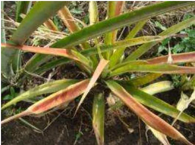 Gambar 9. Gejala tanaman nanas terserang penyakit layu. (Sumber: Eria Bwana, 2010) 