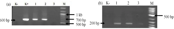 Gambar 18. Analisis ekspresi gen GFP menggunakan RT-PCR. (a) Kolom no 1, 2 dan 3, produk PCR dari embrio yang masing-masing telah diinjeksi dengan ccBA-GFP, mkBA-GFP dan tiBA-GFP