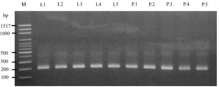 Gambar 5 Amplifikasi DNA OM S. olivacea menggunakan primer β-actin. M ; marker 100 bp, I.1–I.5; OM fase intermolt, P.1–P.5; OM fase premolt  