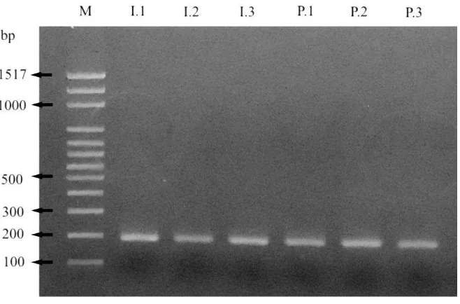 Gambar 6 Amplifikasi cDNA OM S. olivacea menggunakan primer β-actin. M ; marker 100 bp, I.1–I.3; OM fase intermolt, P.1–P.3; OM fase premolt 