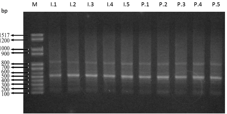 Gambar 7 Amplifikasi DNA penyandi FAmeT S. olivacea fase intermolt dan premolt menggunakan primer FAmeTG1 dan FAmeTG2