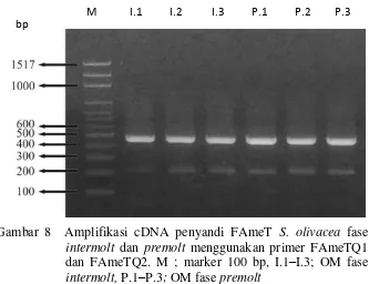 Gambar 8  Amplifikasi cDNA penyandi FAmeT S. olivacea fase 