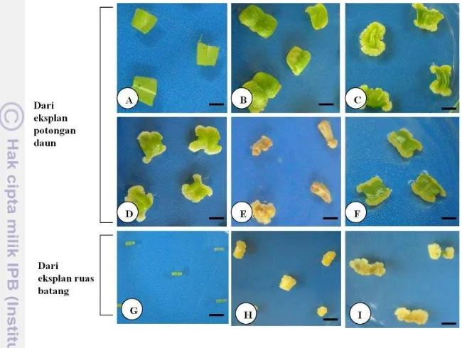 Gambar 3  Perbedaan morfologi kalus dari eksplan potongan daun dan ruas batang A. 