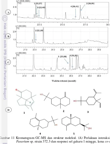 Gambar 11 Kromatogram GC-MS dan struktur molekul. (A) Perlakuan interaksi filtrat 