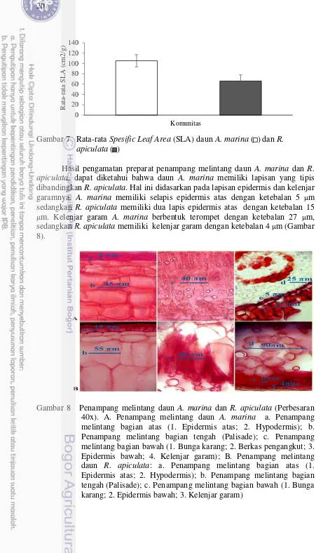 Gambar 8   Penampang melintang daun A. marina dan R. apiculata (Perbesaran 40x). A. Penampang melintang daun A