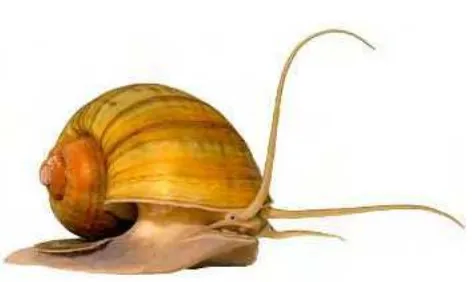 Gambar 1.  Pomacea canaliculata (The Apple Snail Website 2008)  